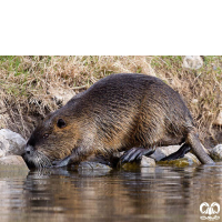 گونه نوتریا Myocastor coypus